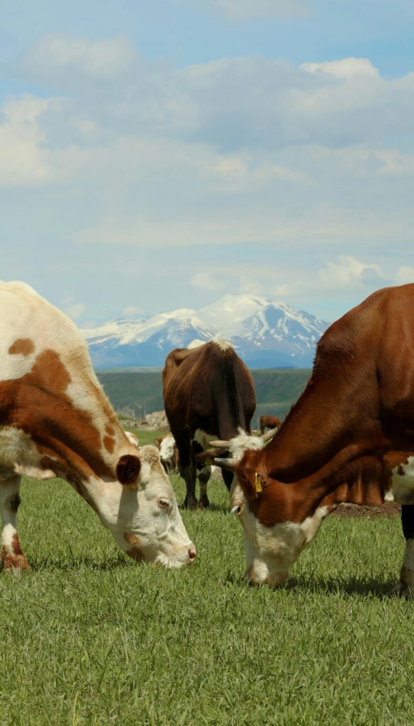 Cows grazing in a picturesque meadow with snow-capped mountains in the background.