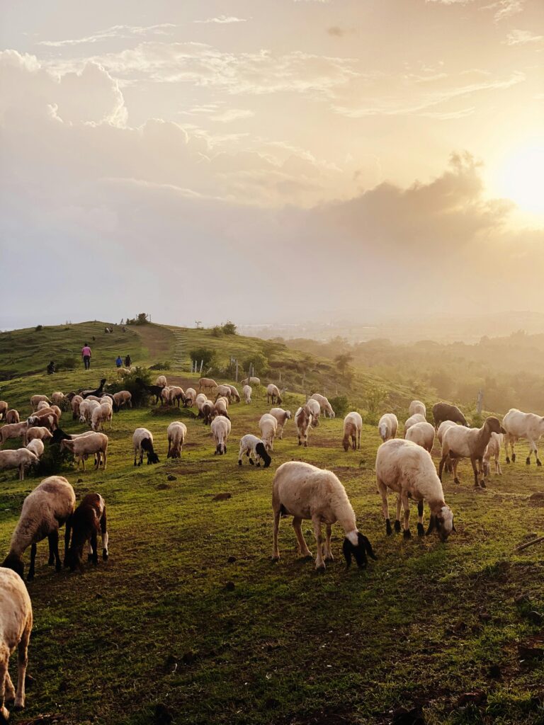 A serene scene of sheep grazing on a lush field in Yashawantnagar, India, during a stunning sunset.